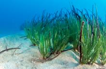 Strategic Action Programme for the Conservation of Biological Diversity in the Mediterranean Region